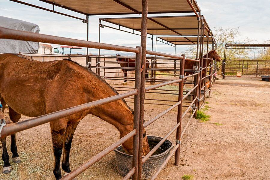 Seven Peaks Horse Stall Kits: Full Buying Guide