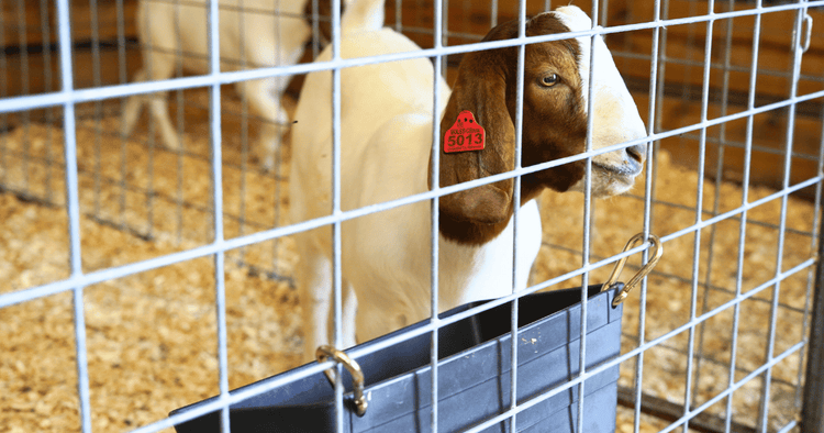 Livestock Panels