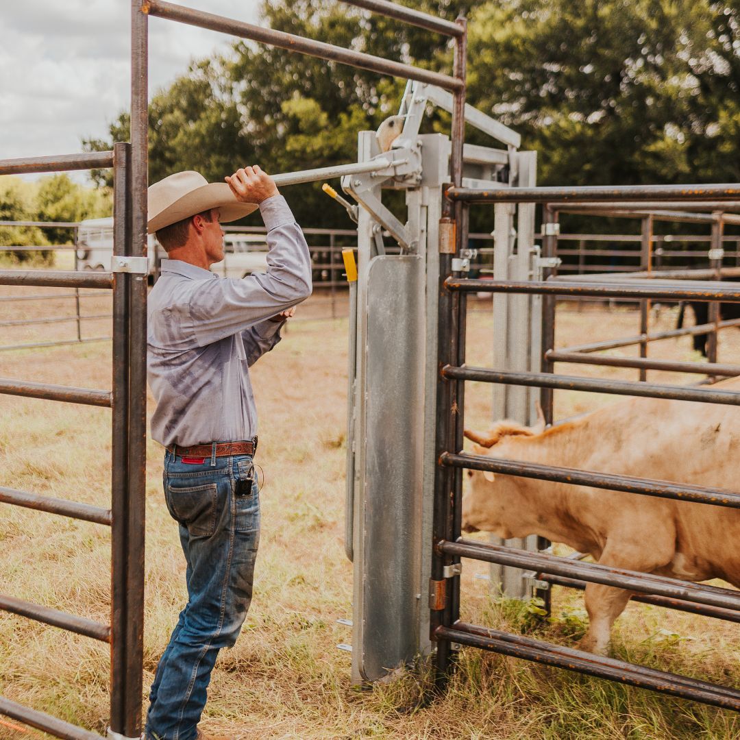 Cattle head gate