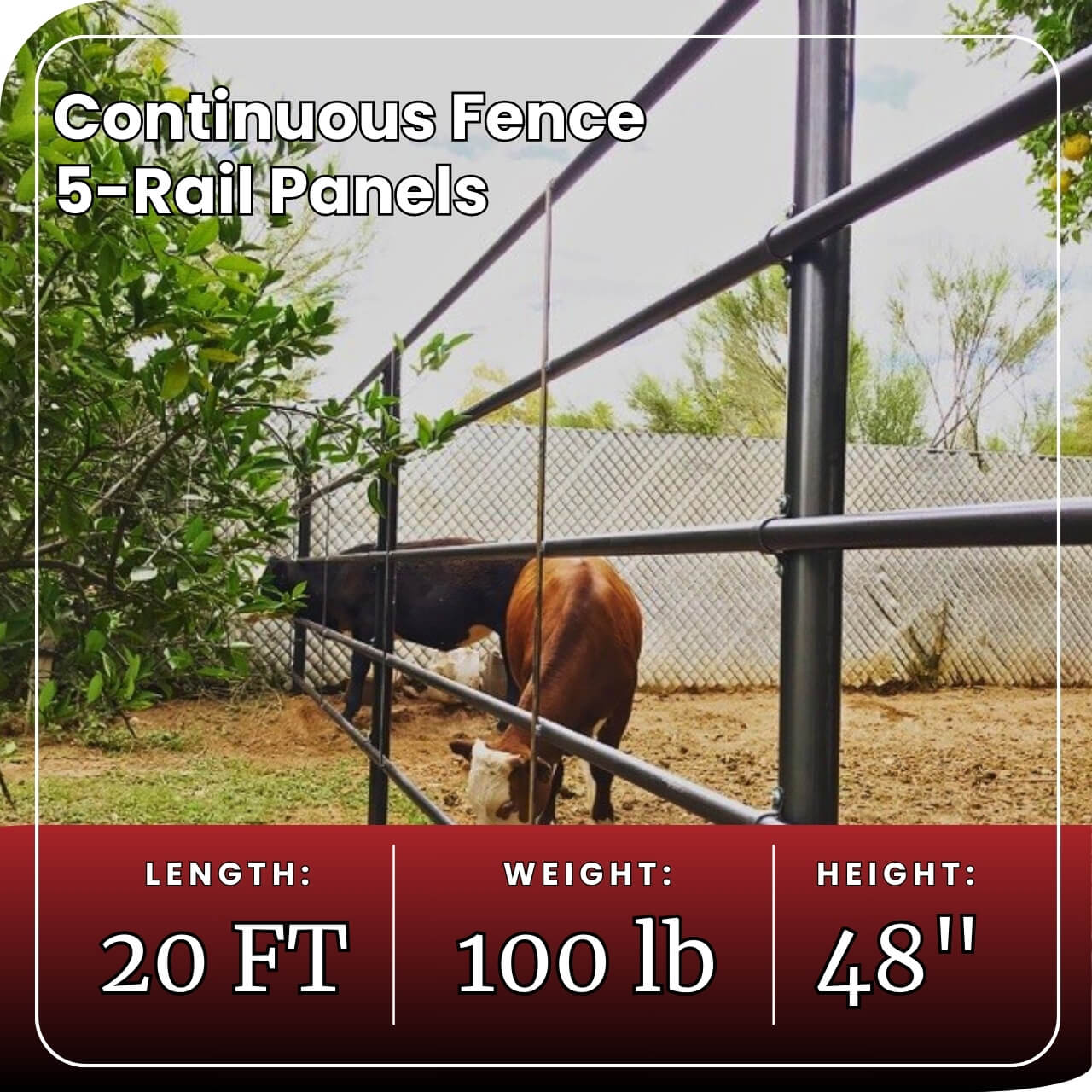 Cattle grazing behind metal pipe fencing