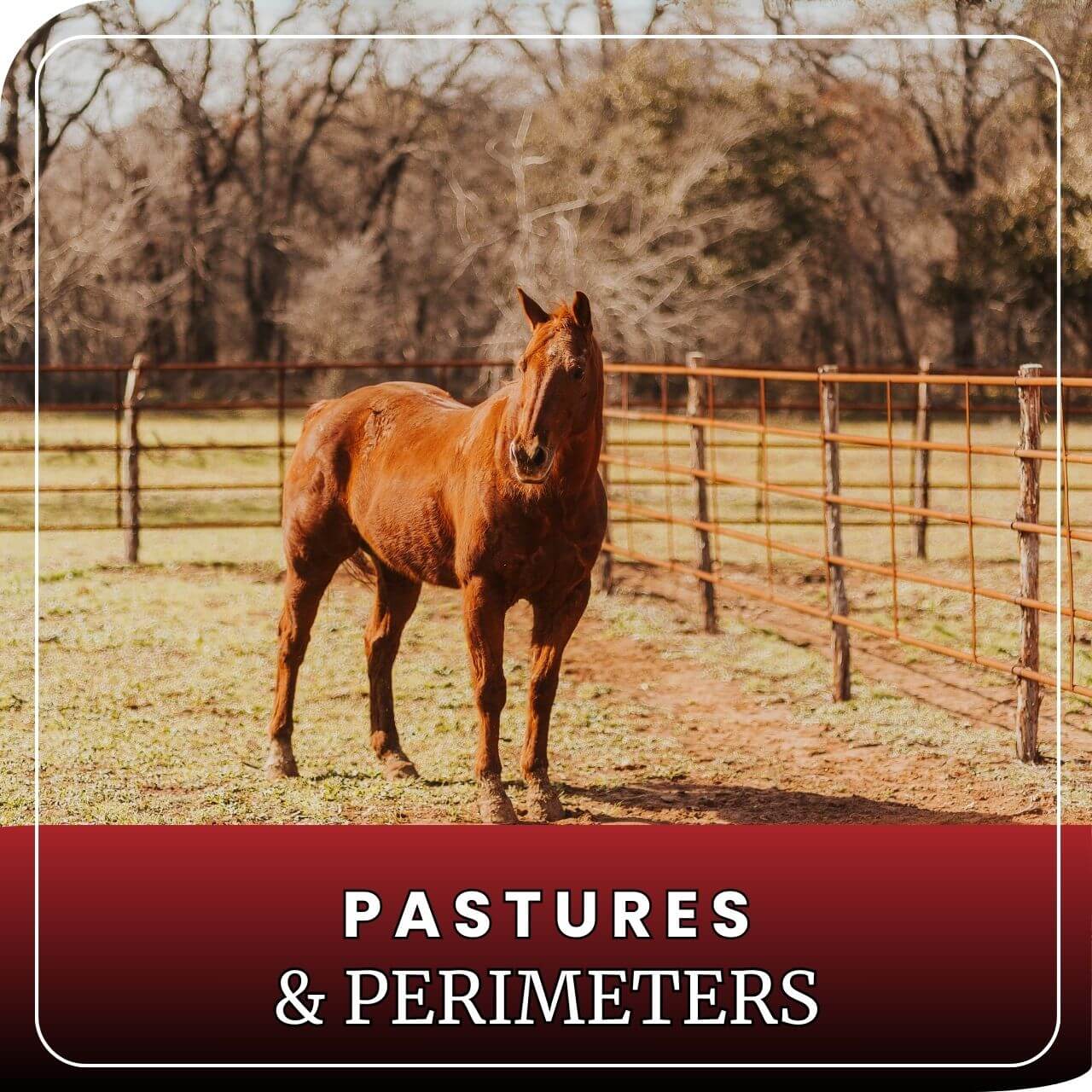 Horse in rustic pasture with continuous fence panels with trees in background