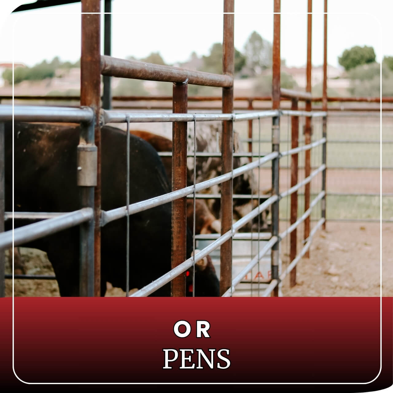 Cattle in pens, separated by metal continuous fence panels.