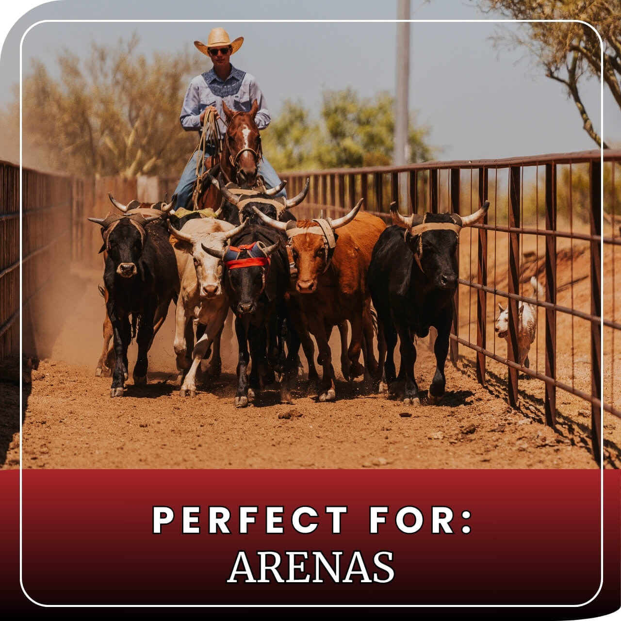 Cowboy herding cattle down a fenced arena alley on a sunny afternoon
