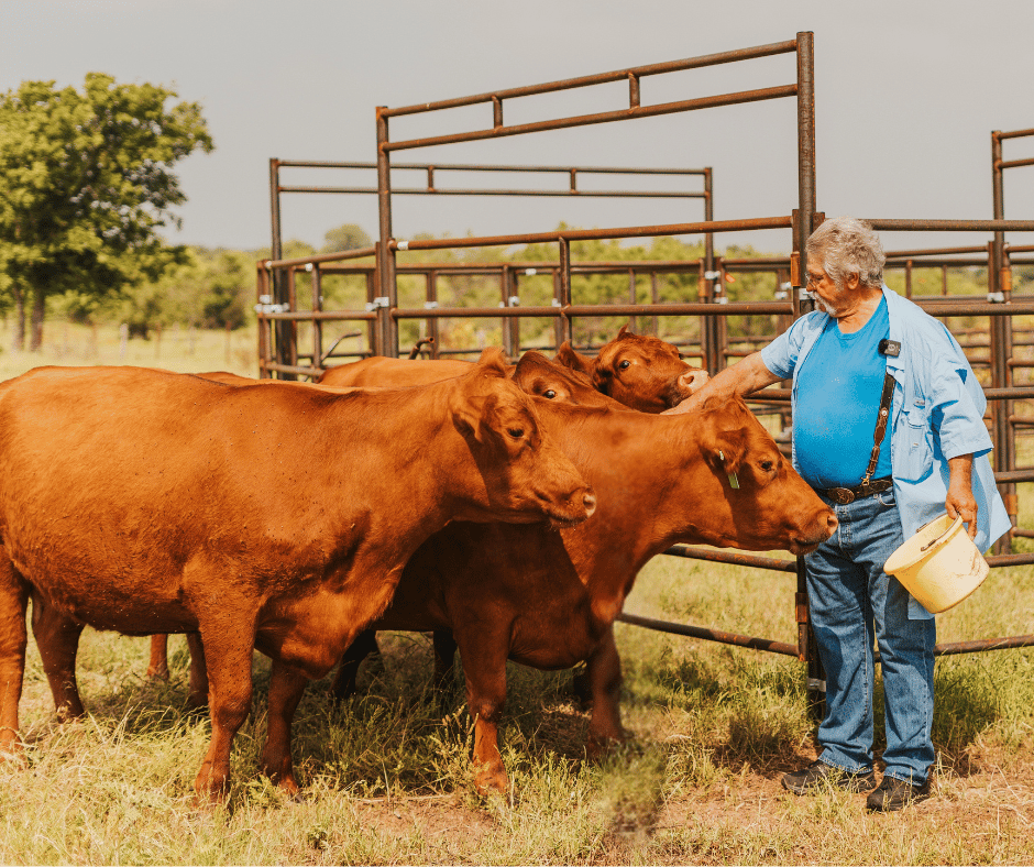 Farmer feeding cattle in pasture.