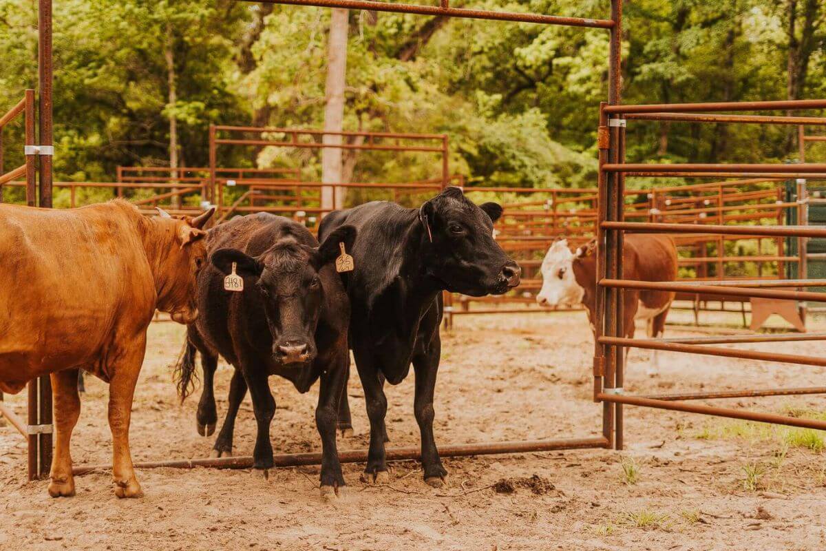 Cattle walking through cattle working system gate