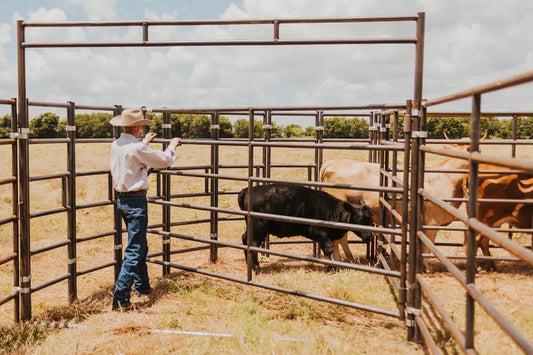 cowboy closing gate on sweep in 8-10 head cattle system