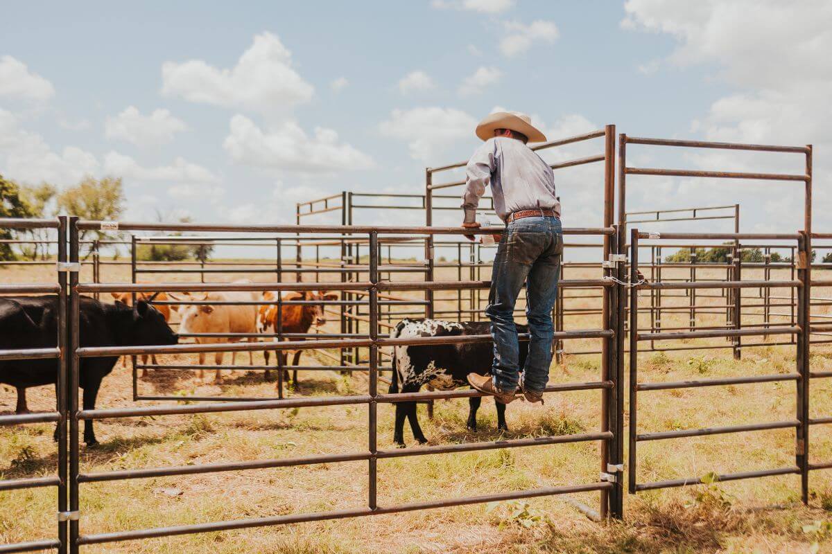 Alt text: Cowboy standing on rail looking at cattle inside of a sorting pen