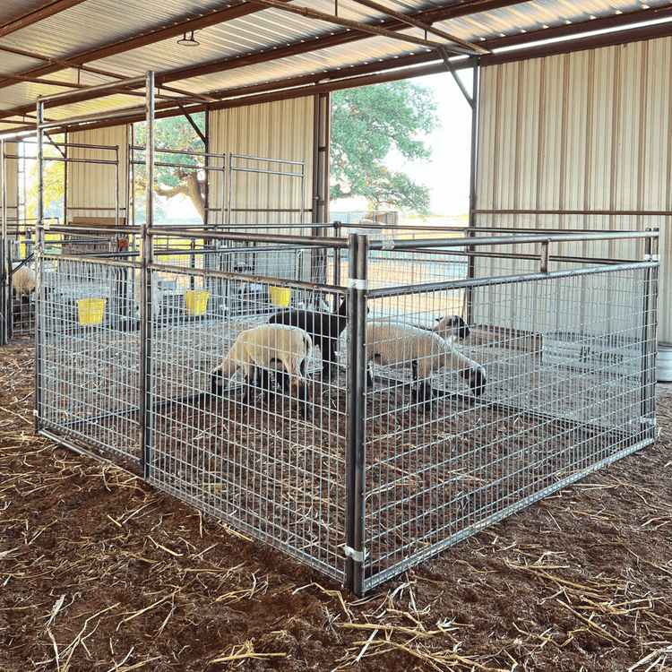black and white sheep in small livestock pen in barn