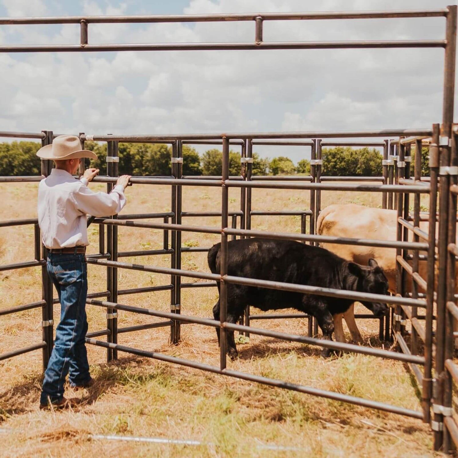 Cattle Handling Systems | Complete Livestock Systems – Seven Peaks ...