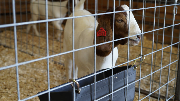 brown and white goat behind welded wire panel