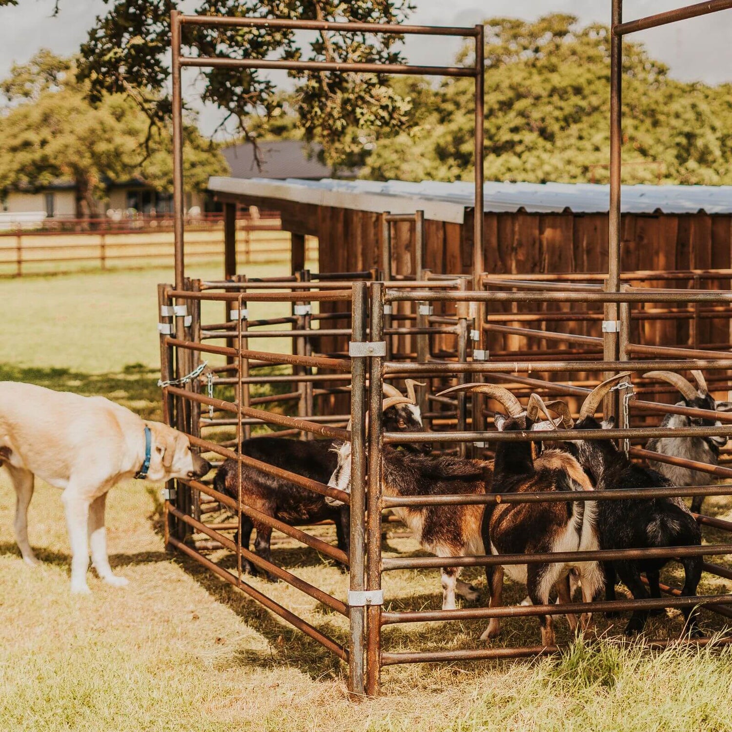 Goat Panels