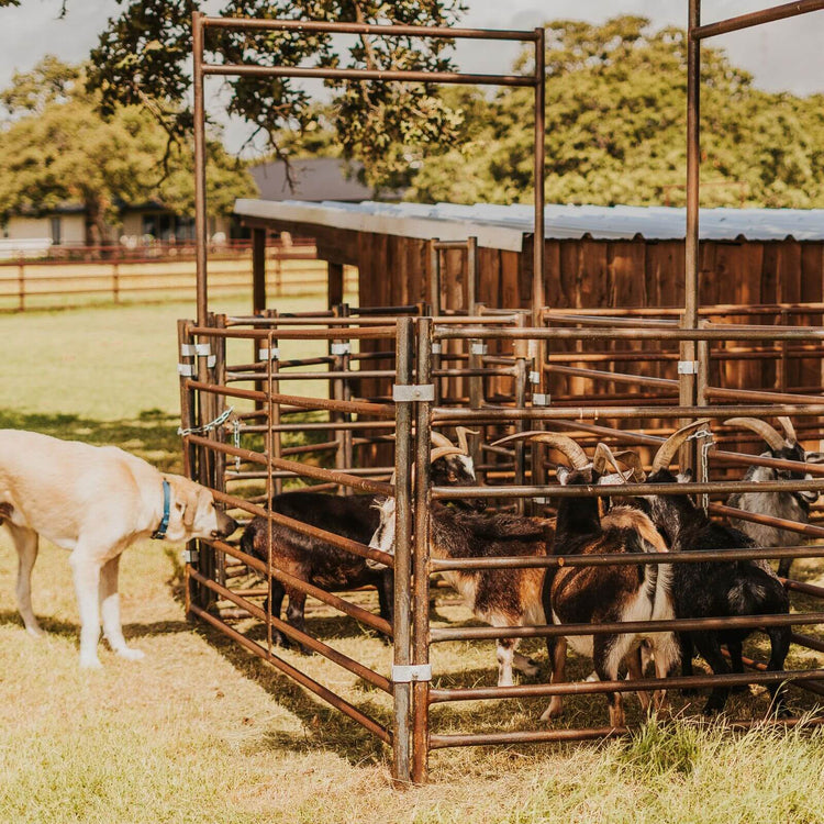 Goat Panels