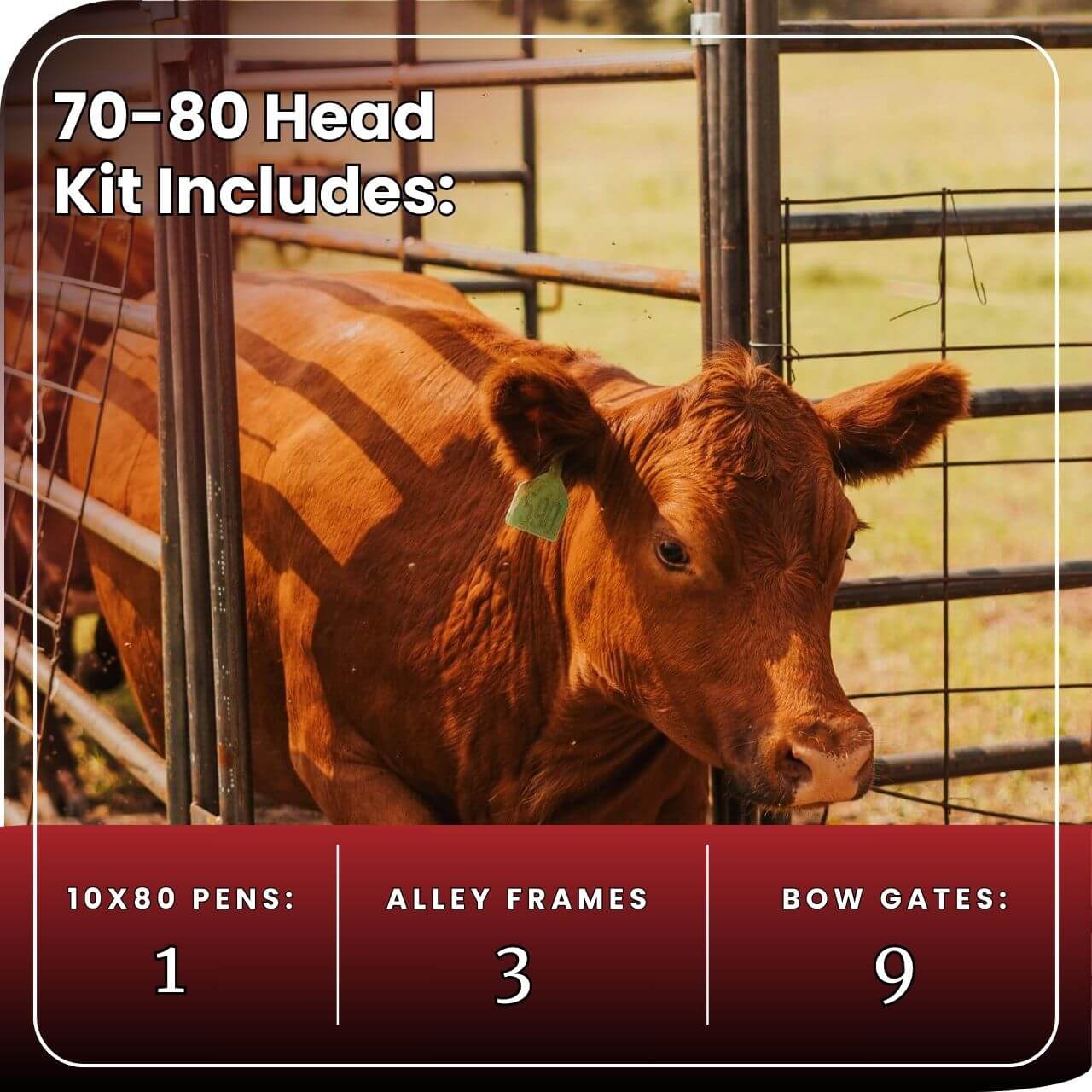 Cattle Working System - (A) 70-80 Head