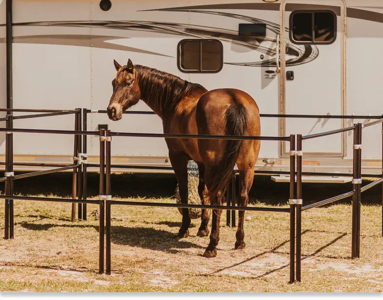 A Brown Horse standing  within a pen, outdoors in front of a horse trailer