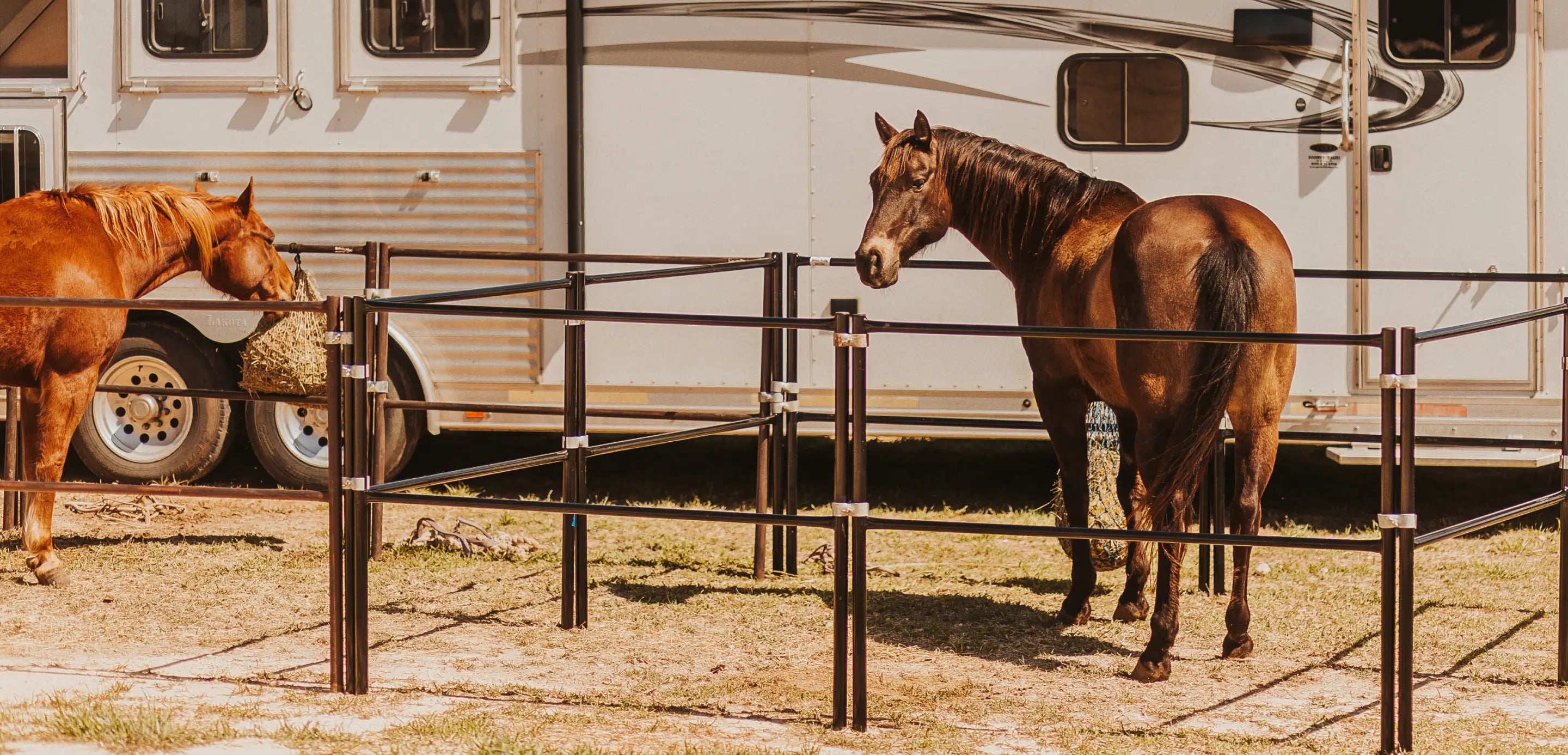 A Brown Horse standing  within a pen, outdoors in front of a horse trailer