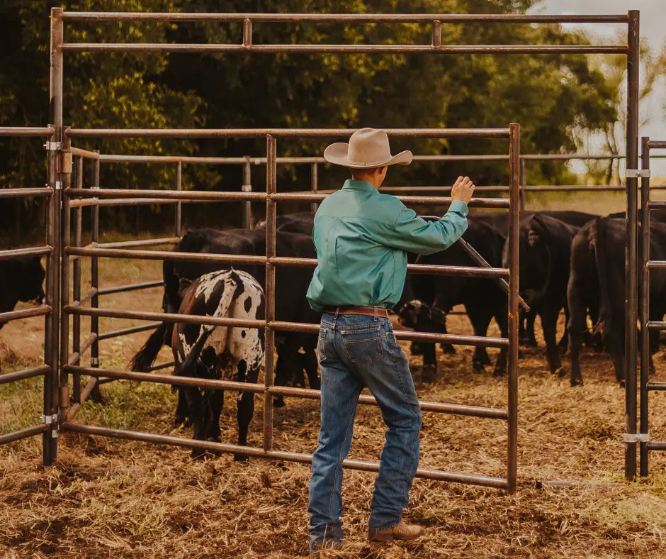 Cowboy herding cattle in pen ranch scene.