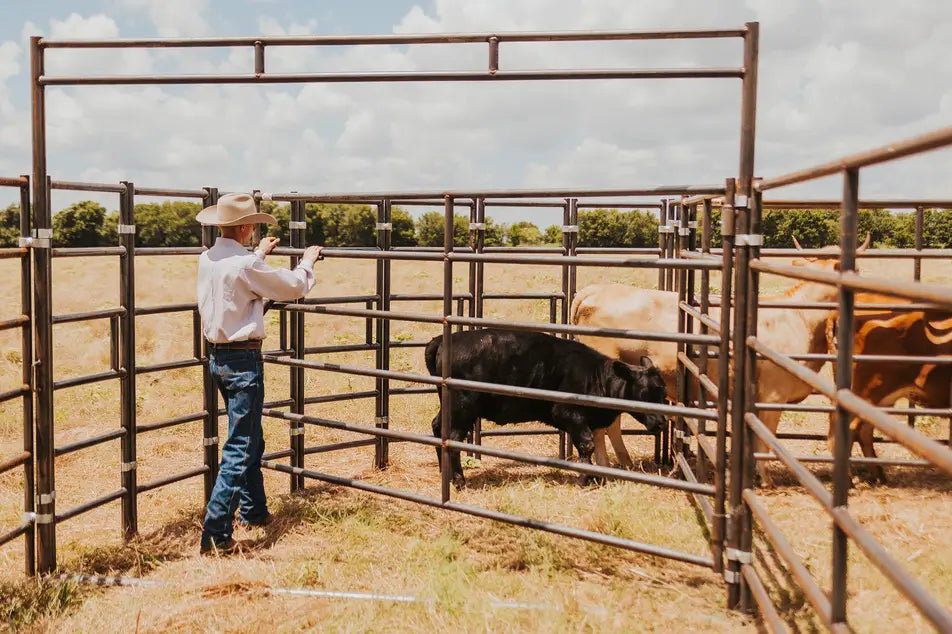 A cowboy in a white shirt closing the gate on a cattle system