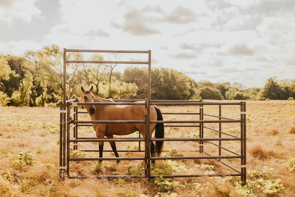Brown horse with a black tail in a 6 rail pen