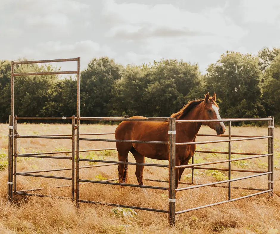 Brown horse standing in a small 5 rail pen