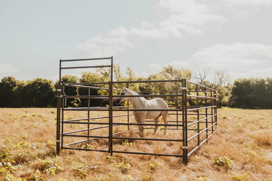 White horse in a 6 rail pen