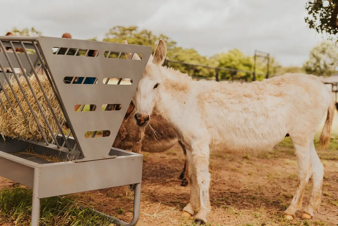 A small white horse eating hay from a feeder