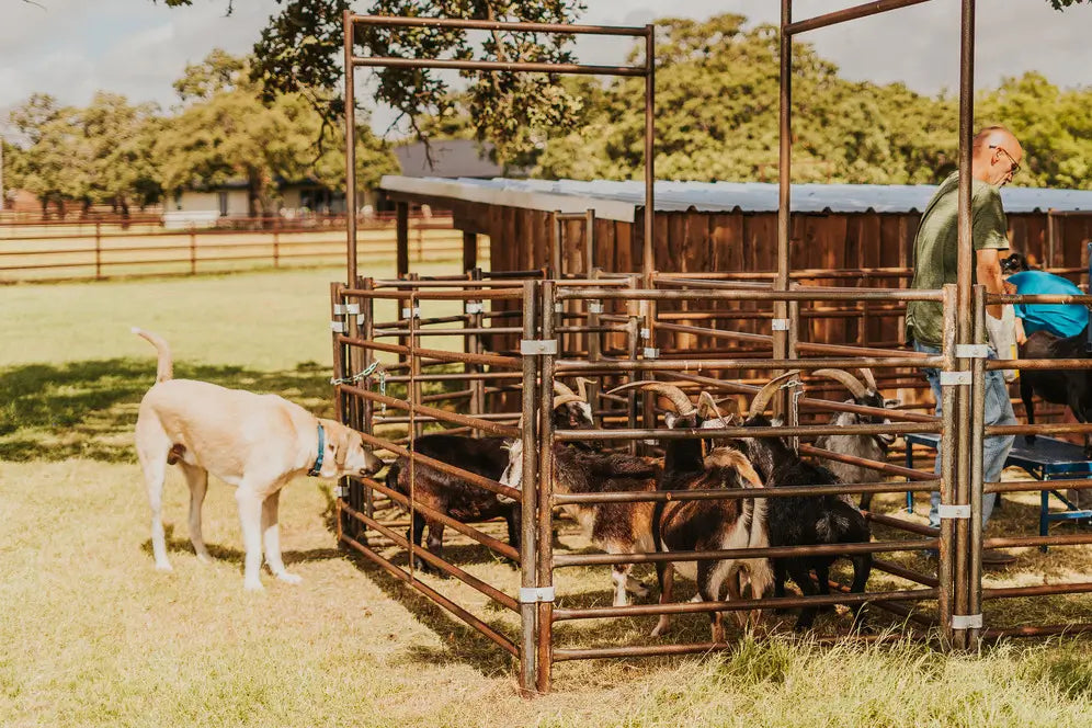 A yellow lab nose to nose with some goats in a pen