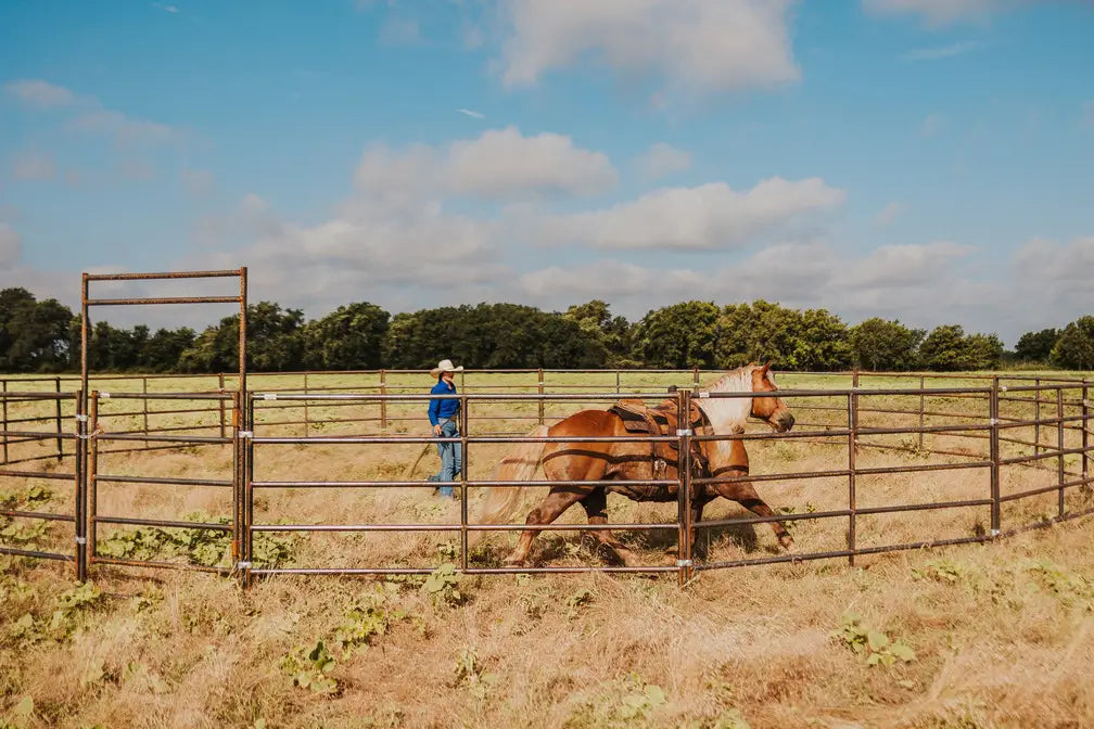 Horse running in a round pen