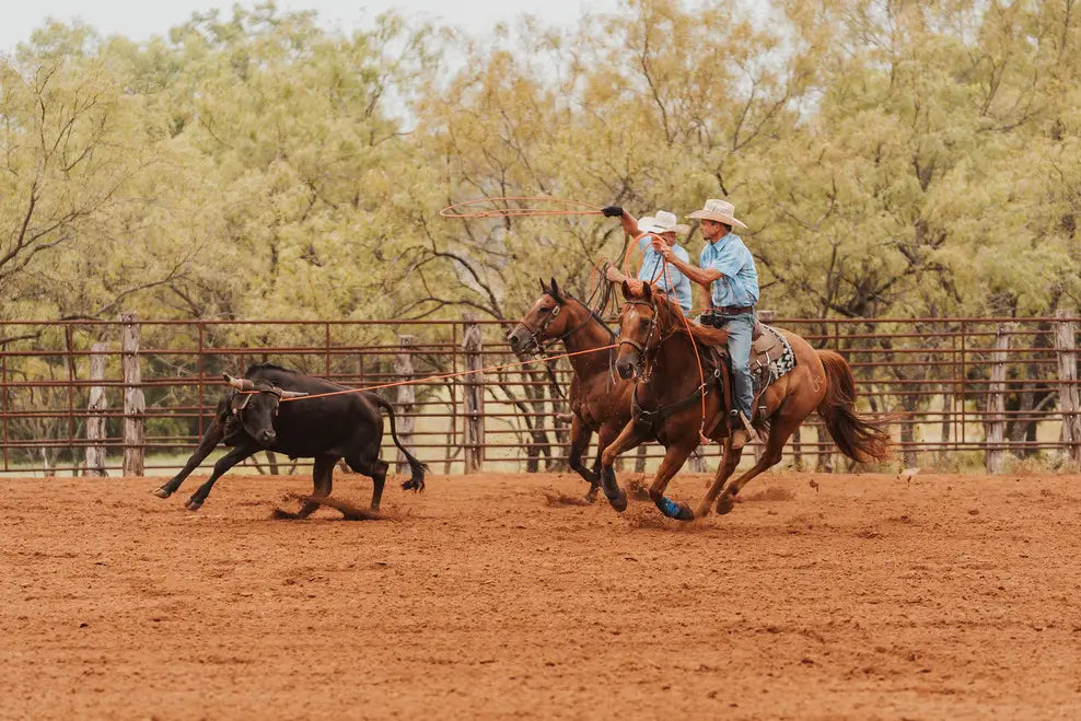 2 cowboys riding next to each other roping a brown cow