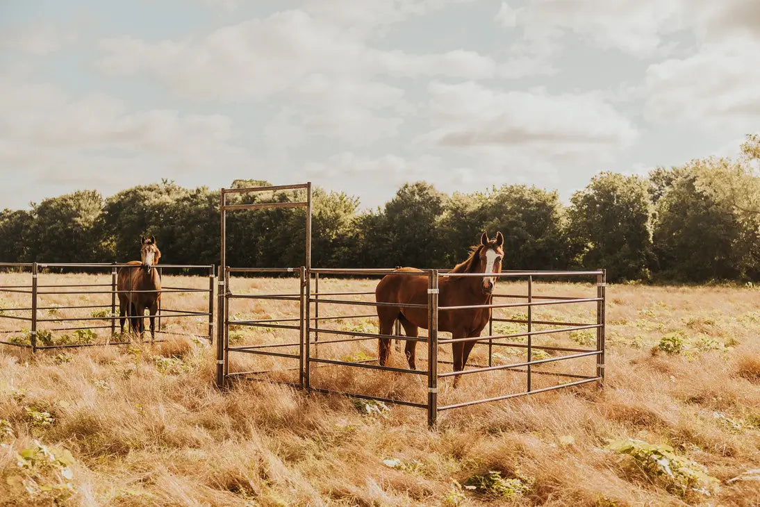 2 Horses in 2 pens