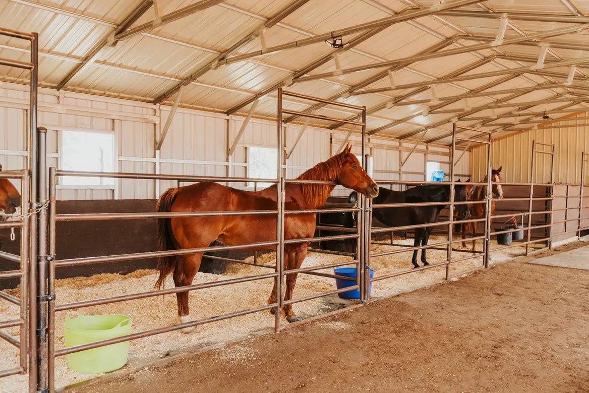 4 horses in side by side stalls under a shelter