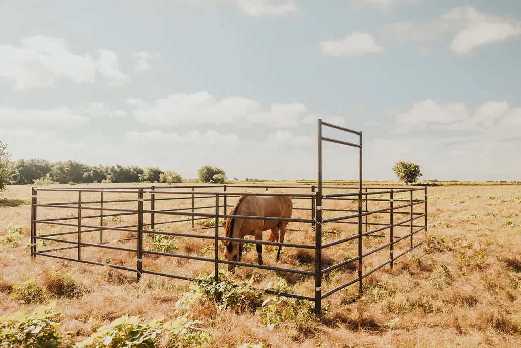 A horse with a short man in a 20x20 stall in a field