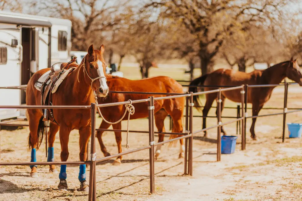 3 Horses in low pens