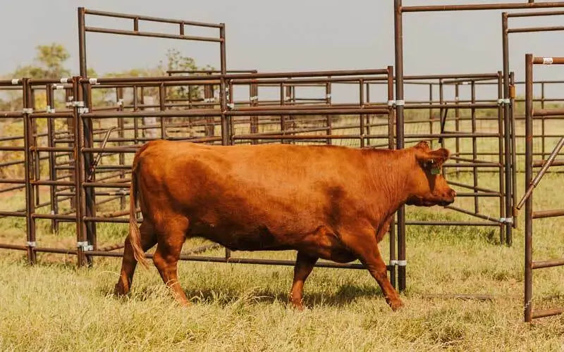 Cow Locker How to Build a Cattle Handling System: Step-by-Step Guide – Seven Peaks ...